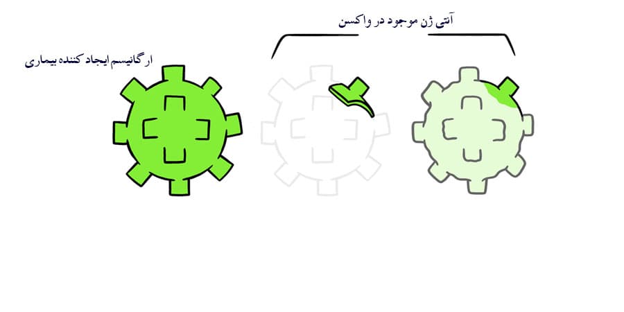 آنتی ژن موجود در واکسن