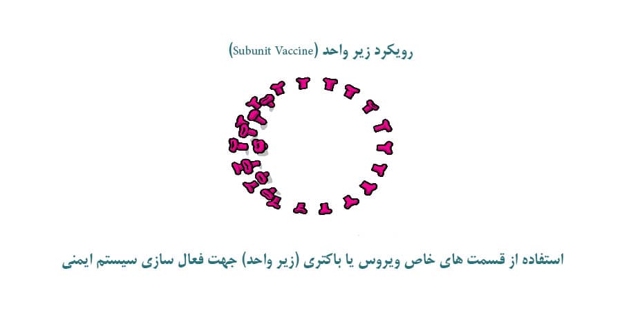 رویکرد زیر واحد Subunit Vaccine